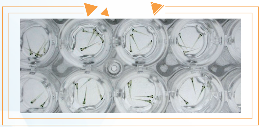 每天,在无尘无菌的实验室里,斑马鱼胚胎被实验员们放在玻璃器皿中,在