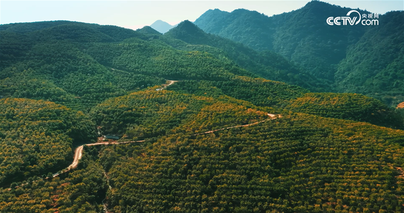 《了不起的中国山茶油》：以科学之力守护中国宝宝肌肤健康