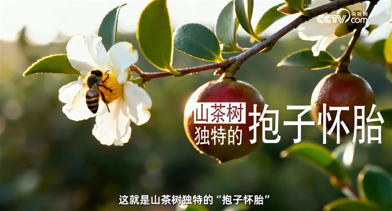 《了不起的中国山茶油》：以科学之力守护中国宝宝肌肤健康